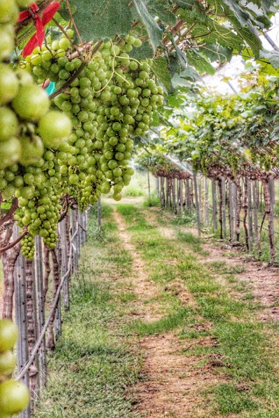 Khu vườn nho ở Monsoon Valley Wine