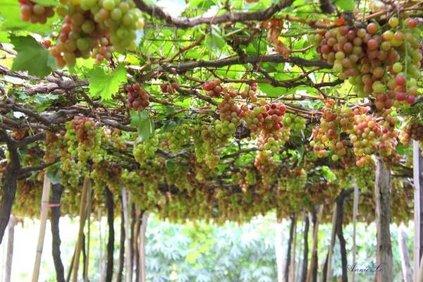 Không chỉ có biển, đến Tuy Phong, du khách còn có dịp tham quan những vườn nho trĩu quả. Tập trung nhiều nhất ở xã Phước Thể, nhà vườn trồng nho ở đây chủ yếu trồng để bán cho thương lái, chứ chưa phát triển thành điểm tham quan du lịch. Vì vậy, bạn chỉ cần xin phép chủ vườn là có thể thoải mái dạo chơi dưới tán lá xanh mát mà không phải tốn bất cứ một khoản phí nào.