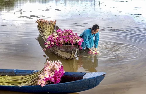 Mùa hoa súng ở Long An. Ảnh: Vũ Tường Chiểu. Mùa hoa súng ở Long An. Ảnh: Vũ Tường Chiểu.