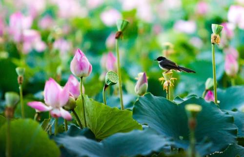 Những điều cần biết khi ‘săn’ hoa súng ở hai miền