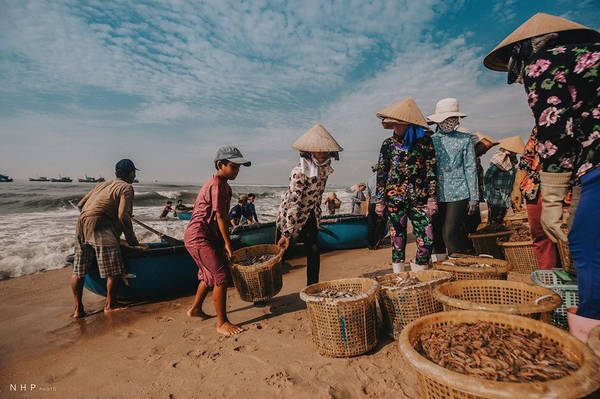 Cũng vẫn bằng không khí hồ hởi, khẩn trương đó, ngư dân Phước Hải luôn tay đón những mẻ cá tươi ngon vào bờ.