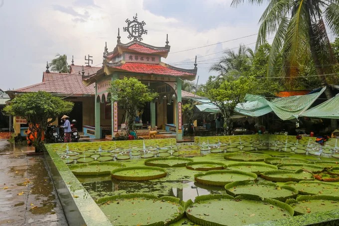 Chùa Phước Kiển (huyện Châu Thành, Đồng Tháp) có diện tích khoảng 5.000 m2, nằm giữa vùng đồng nước. Trụ trì Thích Huệ Từ cho biết, ngôi chùa ban đầu chỉ là một am nhỏ được thành lập thời vua Thiệu Trị. Năm 1966, chùa sập sau một trận bom, phải xây dựng lại gần như toàn bộ.  Phước Kiển thường được người dân gọi là chùa Lá Sen. Phía trước và sau chùa có hai ao sen có lá to như những cái nia. Theo trụ trì, loài này được gọi là sen vua, mọc nhiều ở vùng rừng Amazon (Nam Mỹ). Cây nổi tiếng bởi khả năng chịu đựng sức nặng từ 50 kg đến 100 kg.