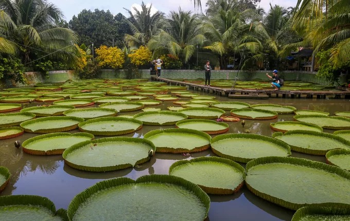 Không chỉ có kích thước to lớn, lá sen có thể