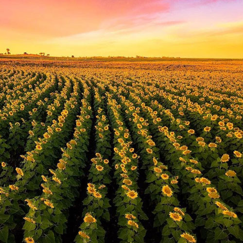 Cambooya, Sunflower Route Những tín đồ Instagram có thể thử trải nghiệm một ngày thực địa khi đến nghỉ hè tại Cambooya miền Nam Queensland. Một thảm hoa hướng dương vàng rực tựa như tranh vẽ nằm dọc khắp khu vực Cambooya, Nobby hay Felton của Sunflower Route. Thậm chí việc du khách thường xuyên đi lạc vào các khu đất, mải mê chụp ảnh đã khiến chủ các trang trại phải cắm biển cảnh báo. Ảnh: Escape Cambooya, Sunflower Route Những tín đồ Instagram có thể thử trải nghiệm một ngày thực địa khi đến nghỉ hè tại Cambooya miền Nam Queensland. Một thảm hoa hướng dương vàng rực tựa như tranh vẽ nằm dọc khắp khu vực Cambooya, Nobby hay Felton của Sunflower Route. Thậm chí việc du khách thường xuyên đi lạc vào các khu đất, mải mê chụp ảnh đã khiến chủ các trang trại phải cắm biển cảnh báo. Ảnh: Escape