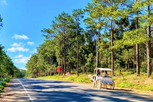 Rừng Thông Măng Đen: Điểm Đến Hoang Sơ và Kỳ Bí Tại Kon Tum
