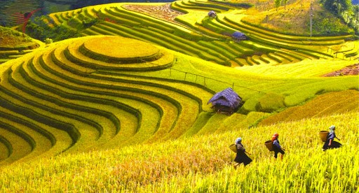 Cánh đồng lúa chín ở Sapa
