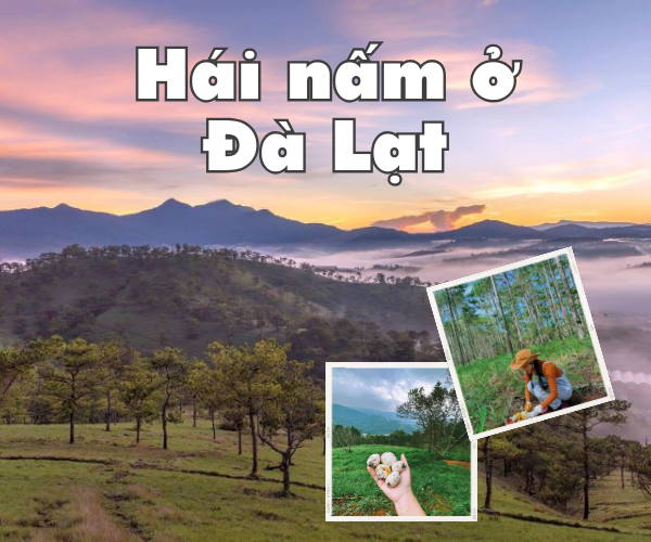 Hái nấm ở Đà Lạt vào mùa mưa - Trải nghiệm không thể bỏ lỡ