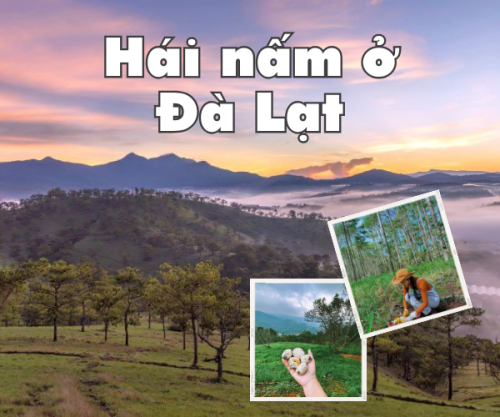 Hái nấm ở Đà Lạt vào mùa mưa - Trải nghiệm không thể bỏ lỡ