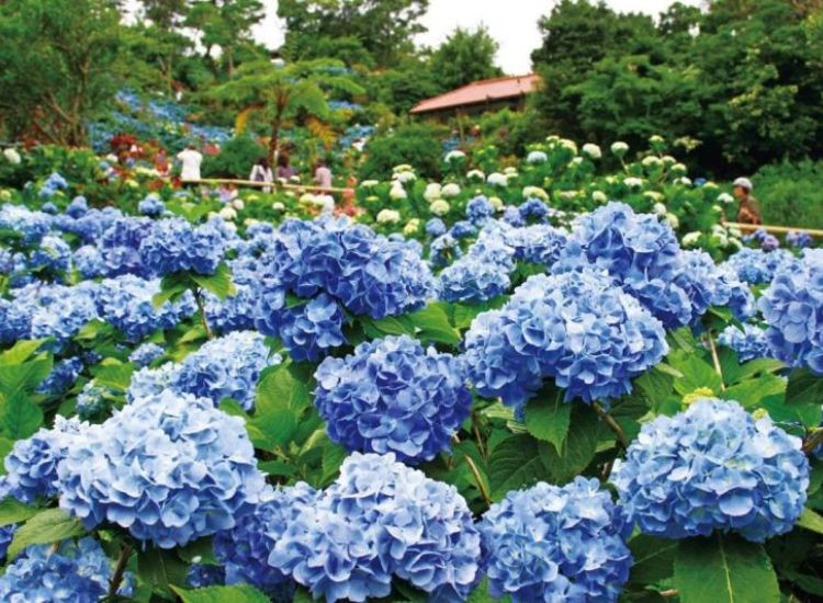 du lịch Đà Lạt tháng 4 2