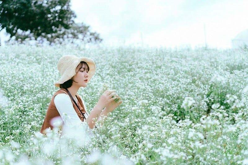 Rừng thông Bản Áng