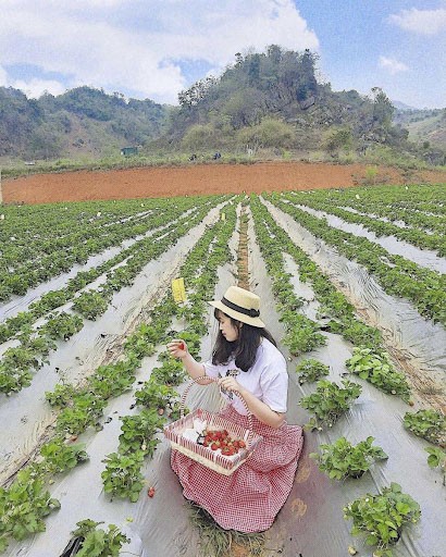 Trang tại dâu tây Chimi - địa điểm du lịch Mộc Châu