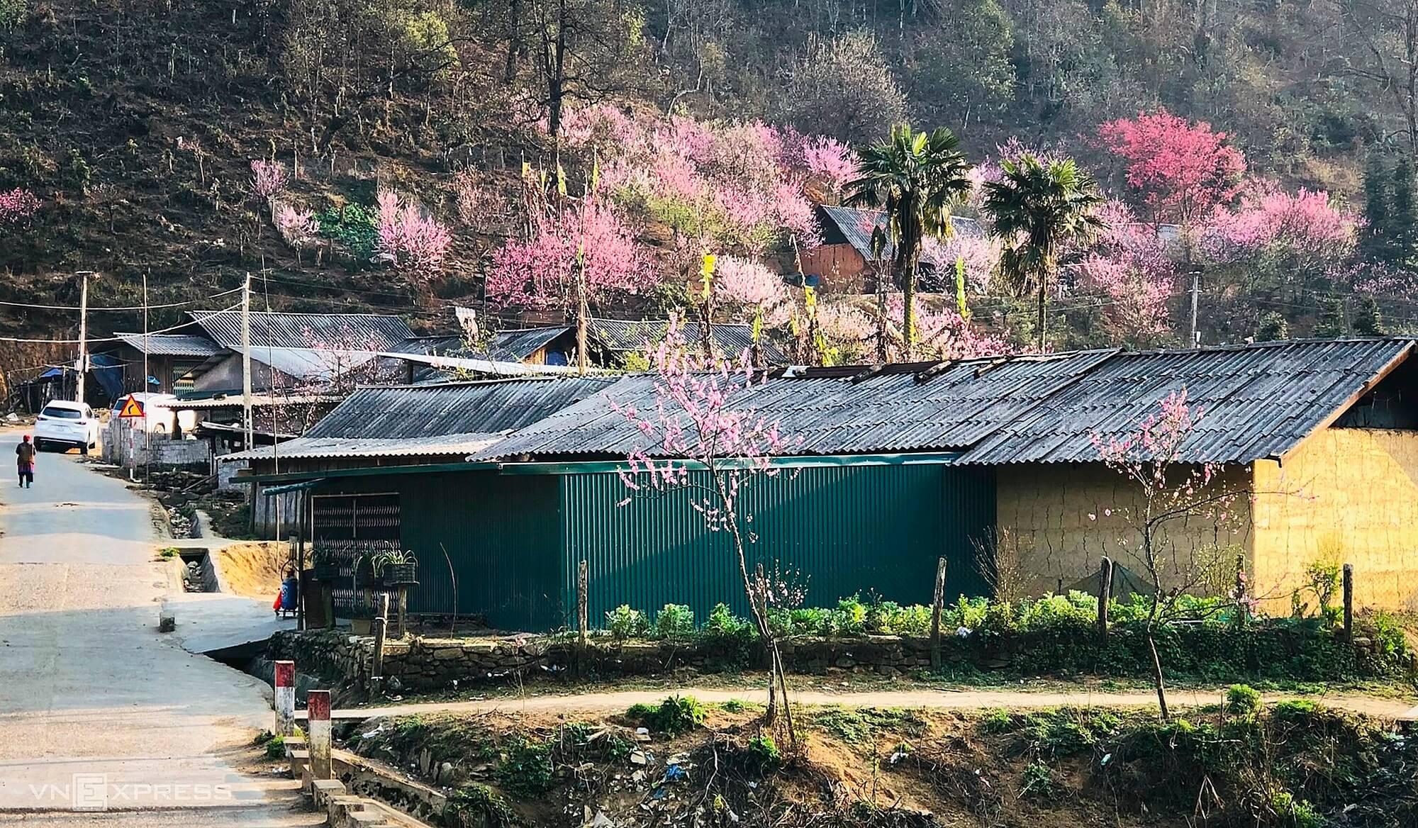 Sapa tháng 4 có hoa gì đẹp?