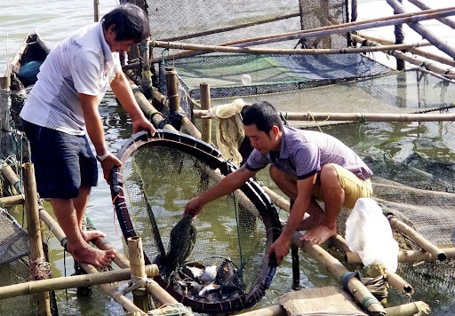 Nuôi cá vẩu, cá mú ở Phú Lộc