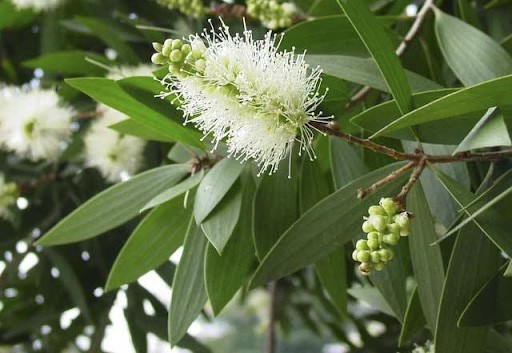 Cây tràm ở Huế