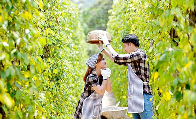 Check - in tại vườn tiêu Phú Quốc