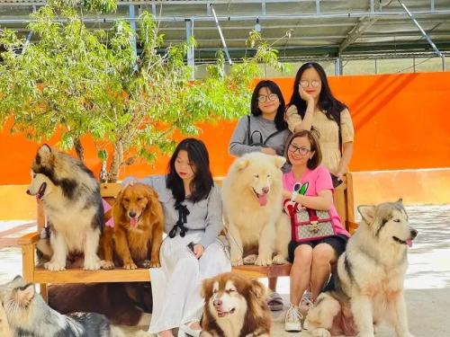 Puppy Farm Đà Lạt: Thiên đường cún cưng giữa lòng thành phố ngàn hoa