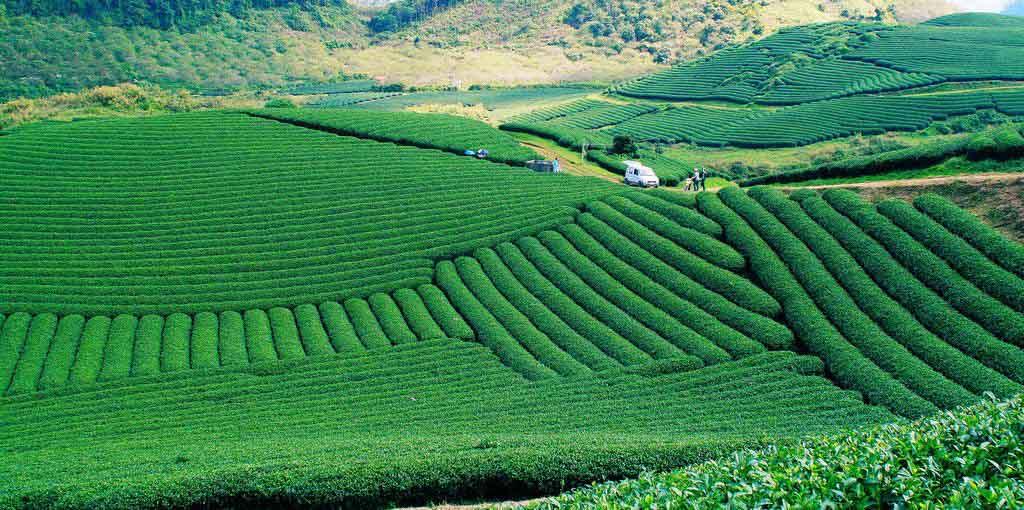Chia sẻ kinh nghiệm du lịch Mộc Châu tháng 12 chi tiết nhất