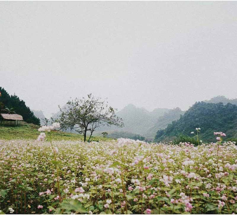 Hoa đào tại bản lóng luông