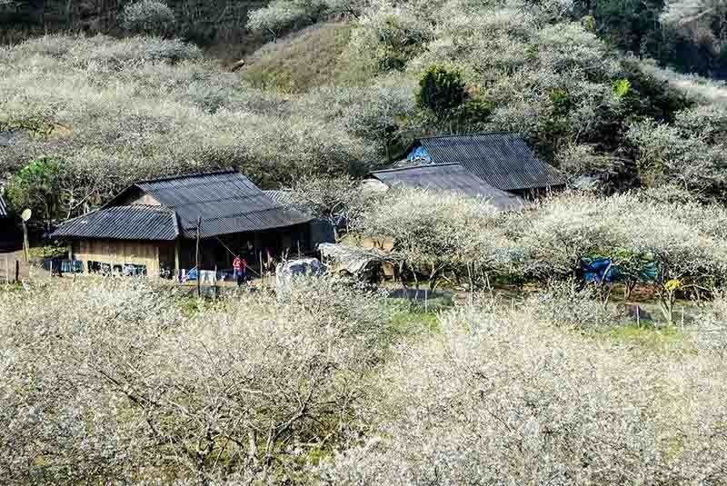 Mùa hoa cải trắng tại bản lóng luông