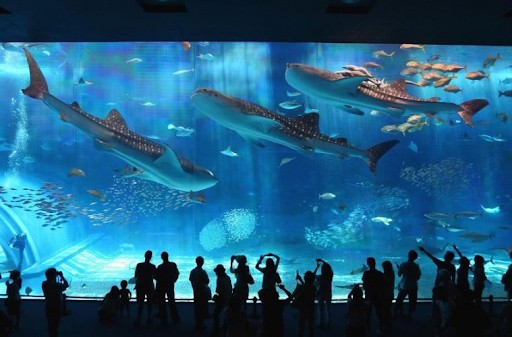 kinh nghiệm đi Bangkok, tham quan Sea Life Bangkok Ocean World
