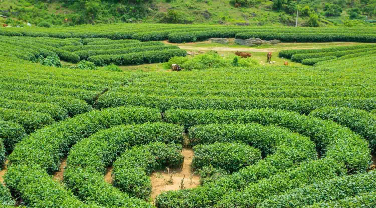 Đồi chè tại Mộc Châu