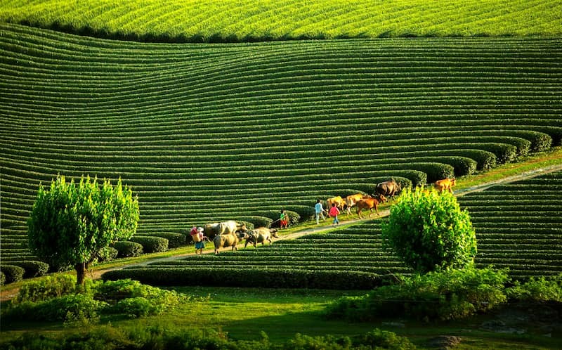 Tết nên đi du lịch ở Mộc Châu