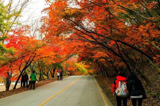 mua-la-phong-doi-mau