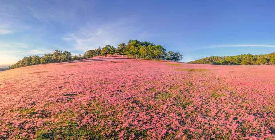 doi-co-hong-tai-da-lat
