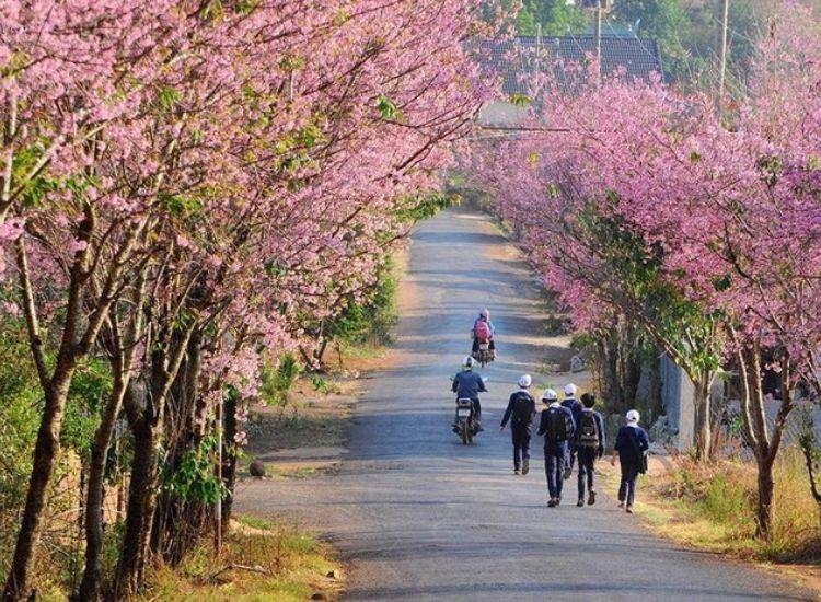 Du lịch Đà Lạt 1/5 có gì đẹp?