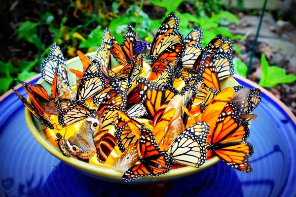 Vườn bướm Thái Lan
