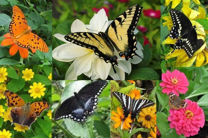 Chiêm ngưỡng vẻ đẹp rực rỡ của vườn bướm thái lan - Saithip Butterfly Garden