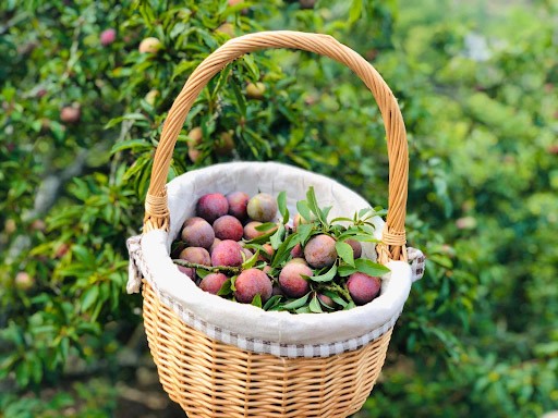 Mùa mận chín ở Mộc Châu tháng 5