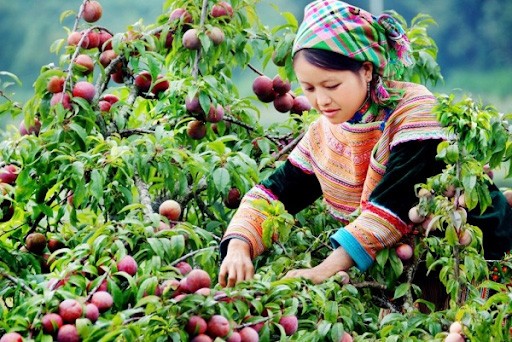 Mộc Châu tháng 6 - thung lũng mận