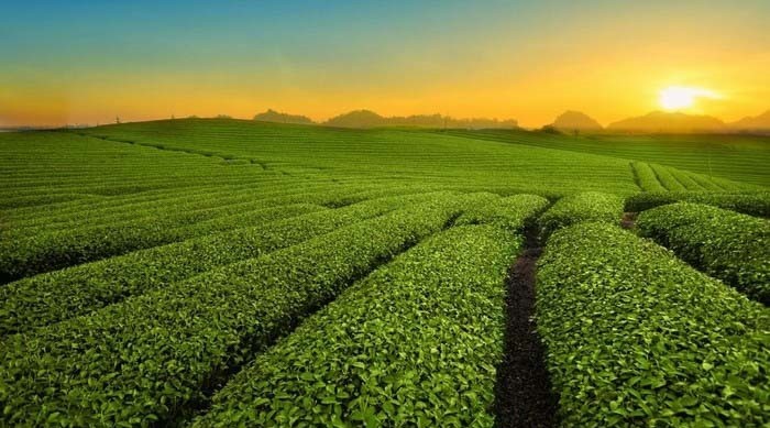 Đi du lịch Mộc Châu tháng 9