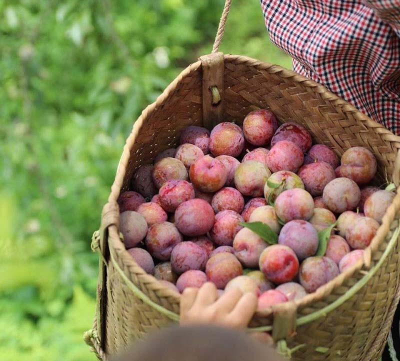 Thưởng thức mùa mận chín