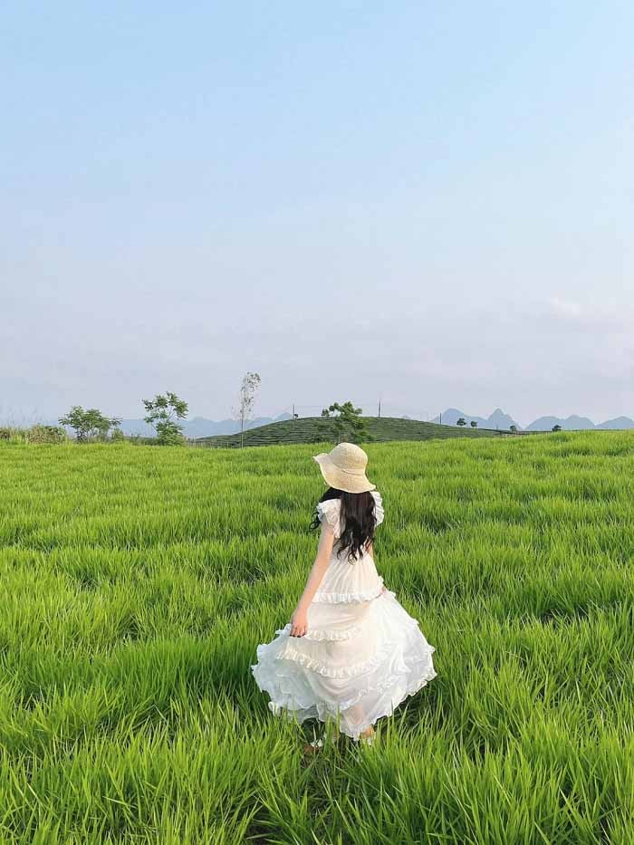 Đồi cỏ Sao Đỏ tại Mộc Châu