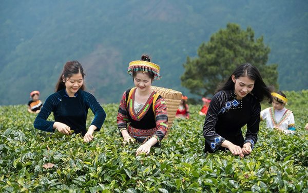 Đồi chè xanh ngát tại Mộc Châu vào tháng 9