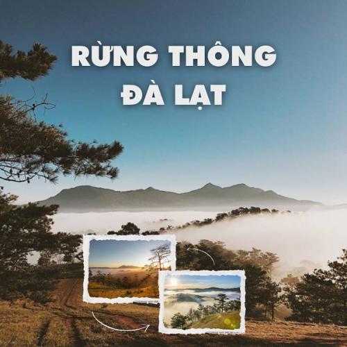 Khám phá 10 địa điểm ngắm rừng thông Đà Lạt “đốn tim” mọi du khách