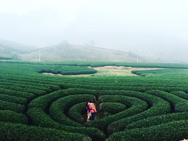 Đồi chè trái tim