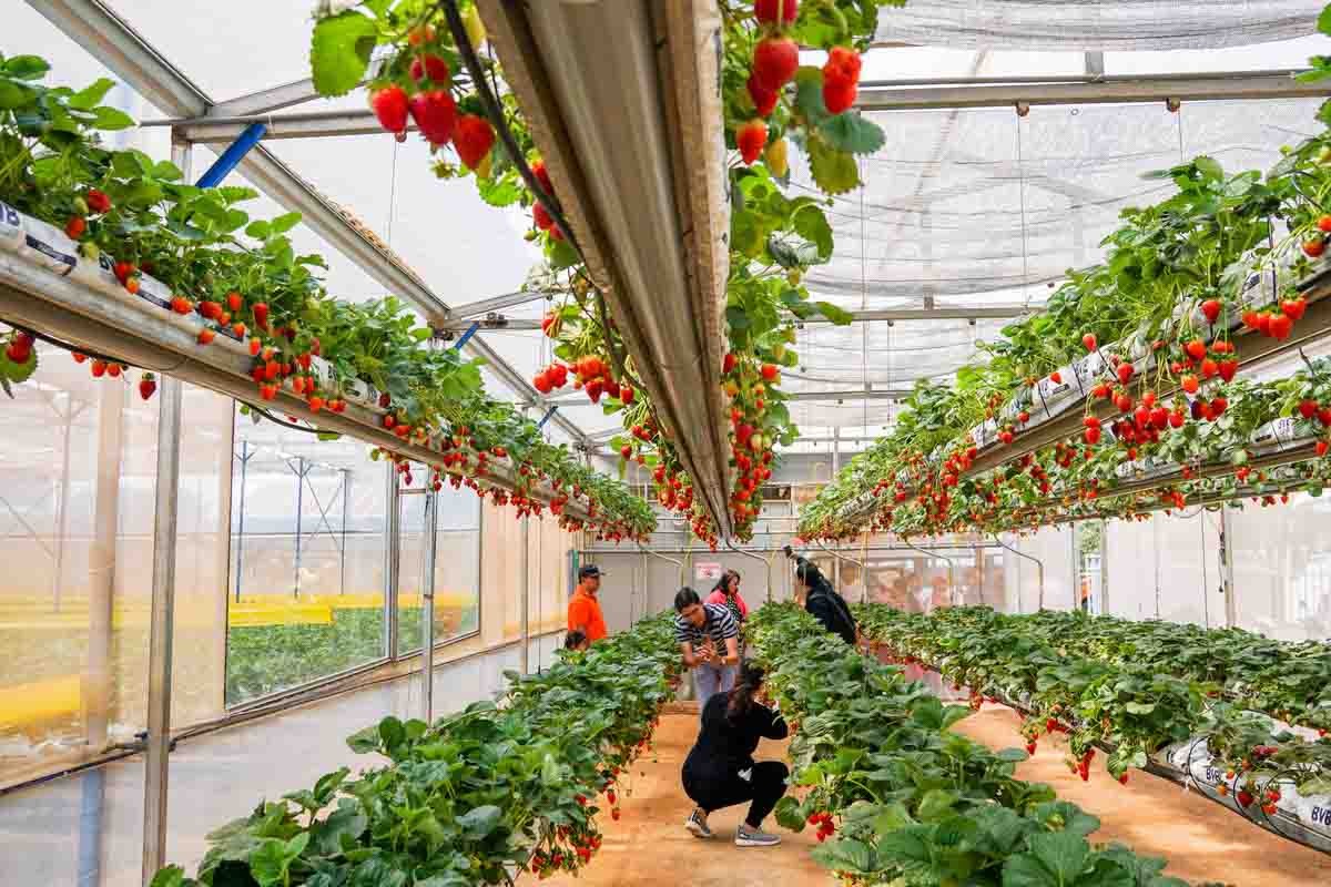 Vườn dâu sạch ở Đà Lạt