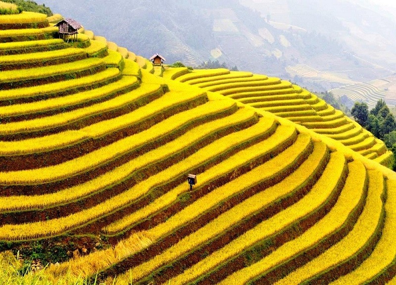 Ruộng Bậc Thang Hoàng Su Phì