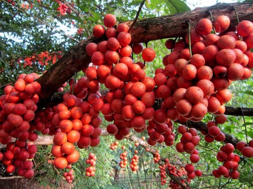 Du lịch Thiền Viện Trúc Lâm Huế - dâu Truồi