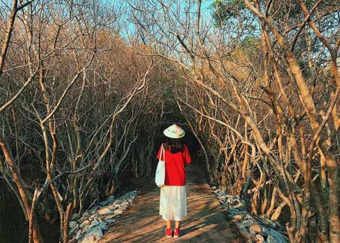 Vẻ đẹp ma mị của rừng Rú Chá