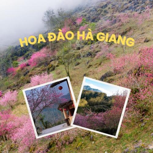 Lưu ngay bí quyết săn hoa mận, hoa đào Hà Giang mùa xuân 2025