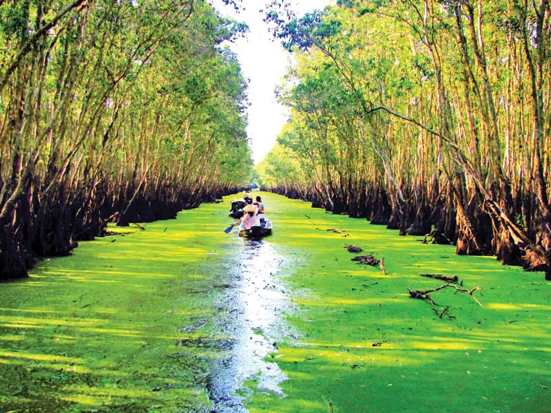 Rừng tràm trà sư