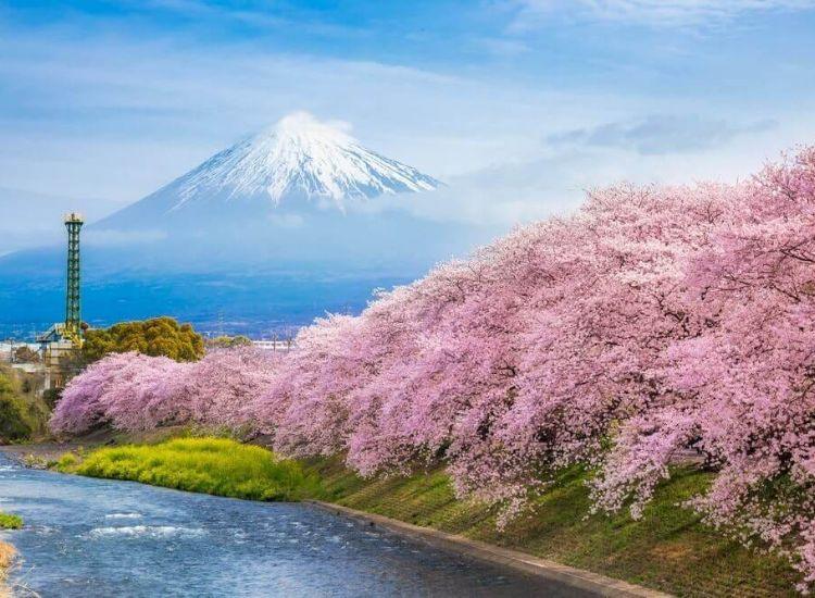 Hướng dẫn điền đơn xin Visa Nhật Bản chi tiết từng bước