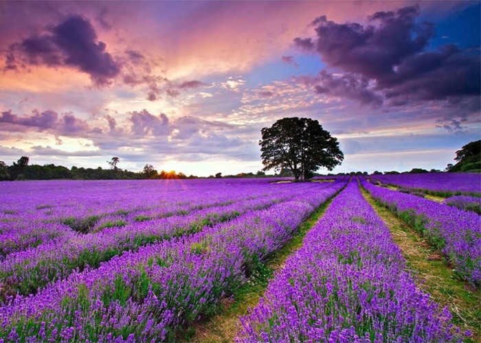 Khu du lịch Lavender Đà Lạt