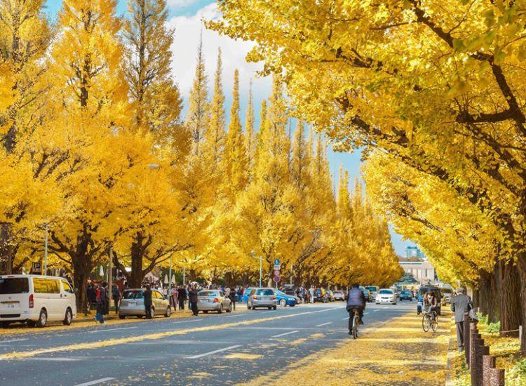 Review lịch trình Cung Đường Vàng Nhật Bản: Tokyo - Kyoto - Osaka