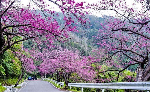 Du lịch Sapa mùa xuân