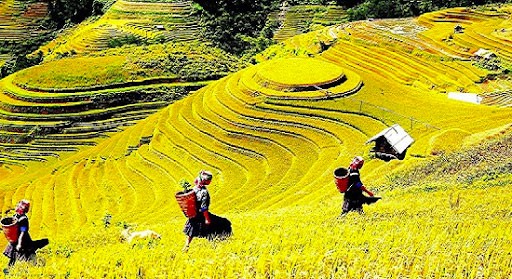 Du lịch Sapa mùa thu - mùa lúa chín vàng